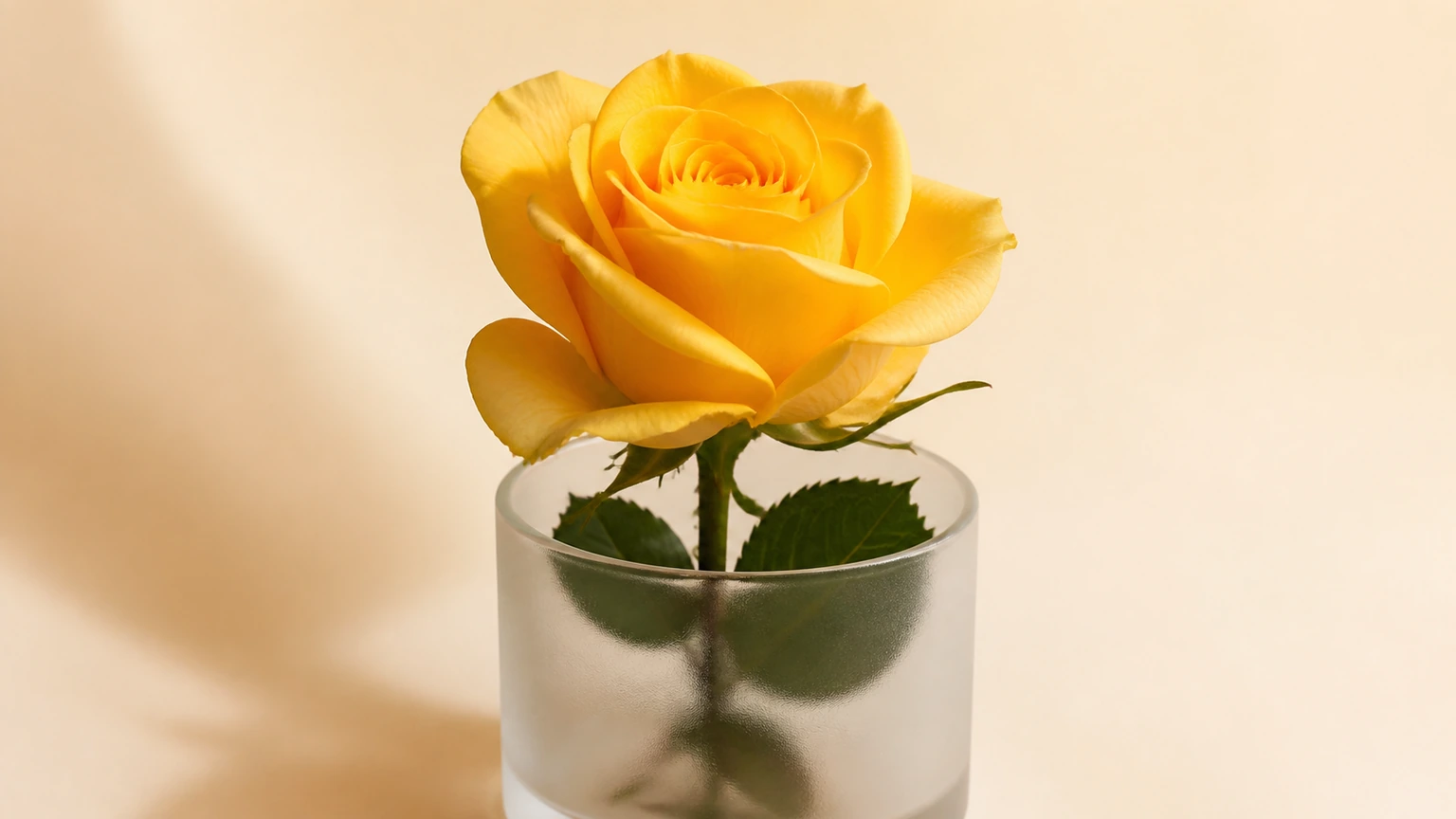 Signification roses jaune : Interpréter leur message dans la langue des fleurs