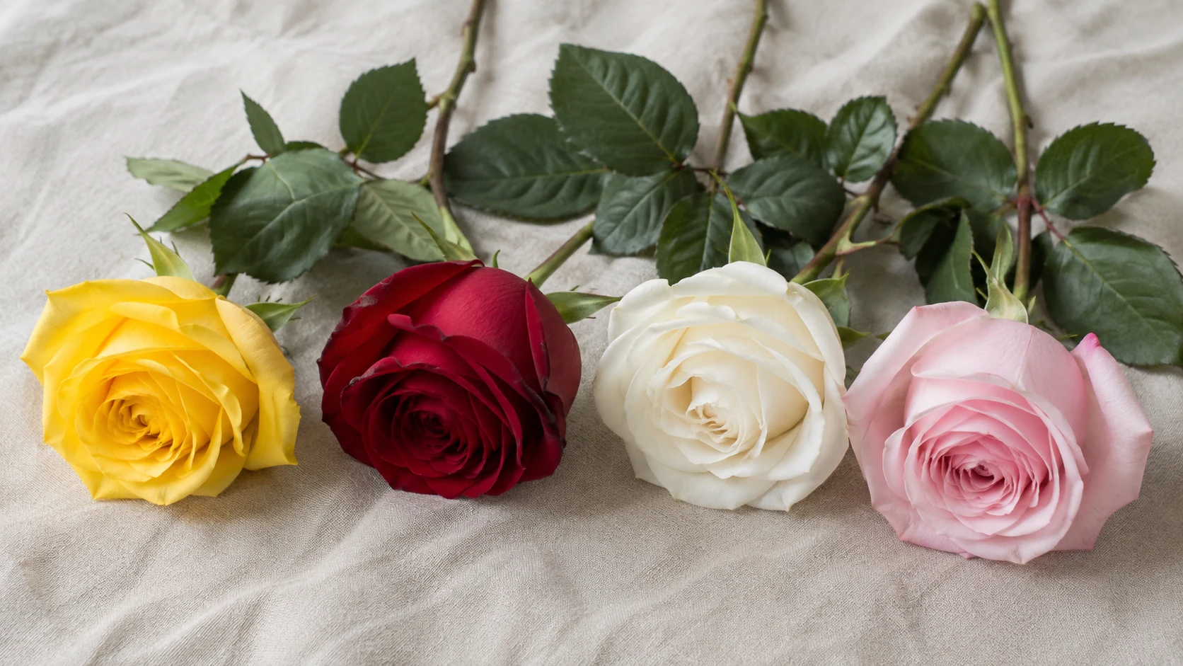 Roses jaune, rouge, blanche et rose posées sur un linge naturel.