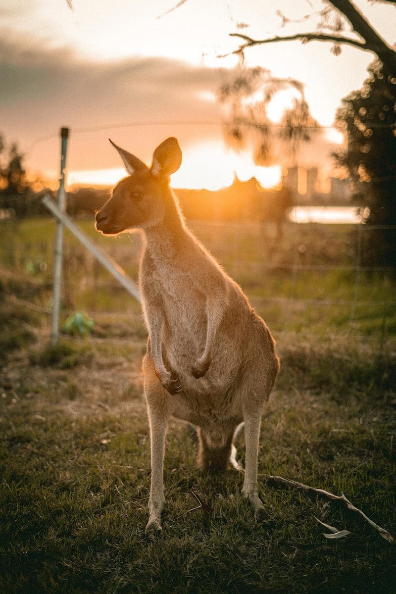 Kangaroo Island