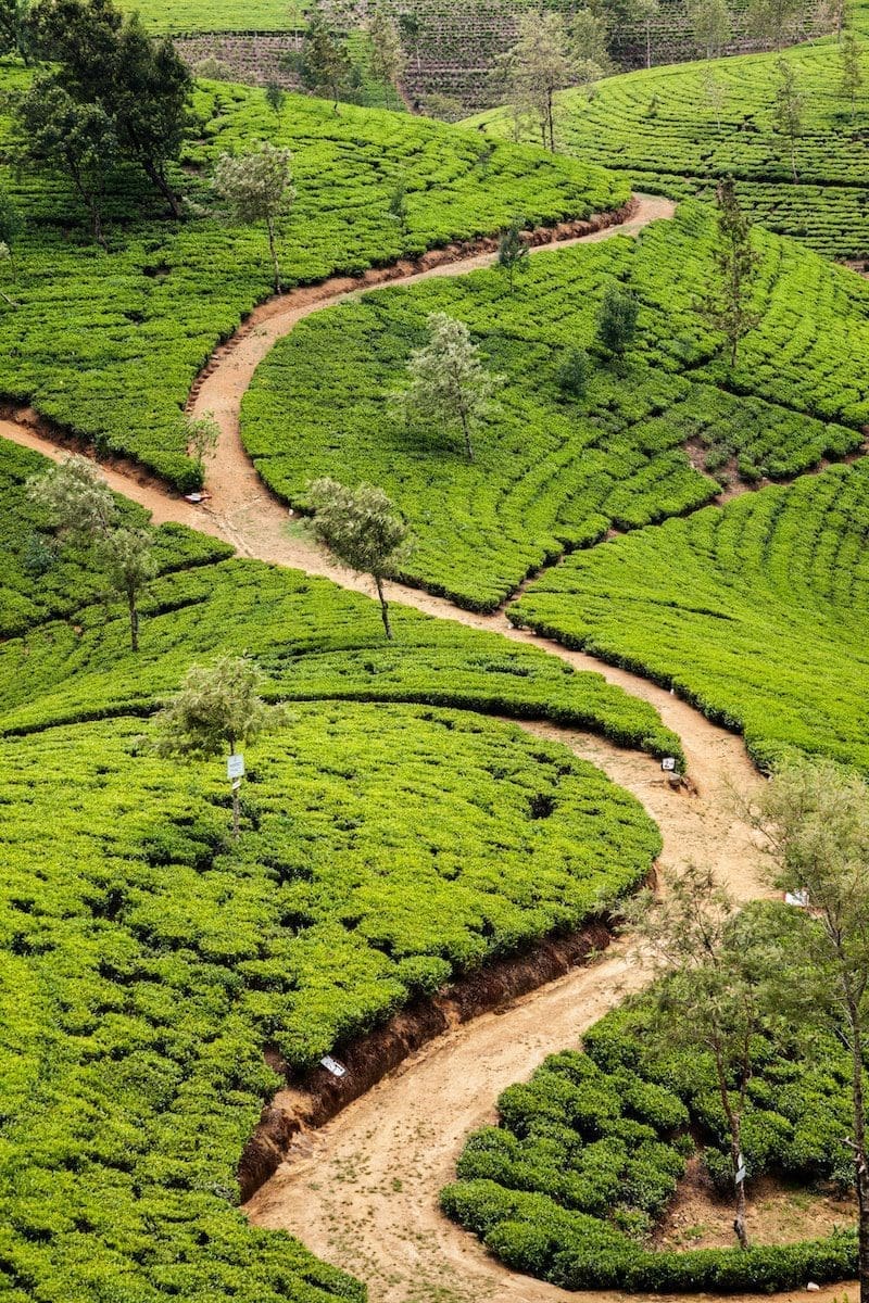 Nuwara Eliya :Sri Lanka